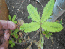 Leaves closed