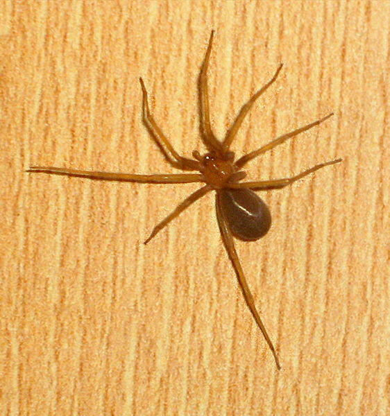Brown Recluse
