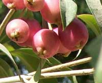 Pomarosa