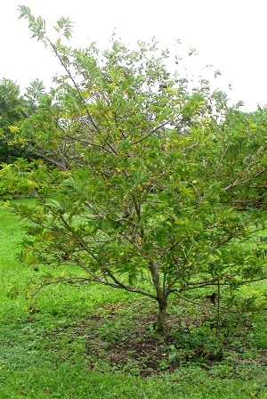  tree