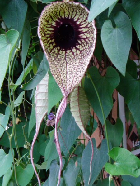 Pelican flower