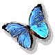 Blue Morpho