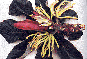 Cecropia obtusifolia - Embauba - Cecropia palmata - Embauba - Cecropia peltata - Embauba - Cecropia obtusifolia