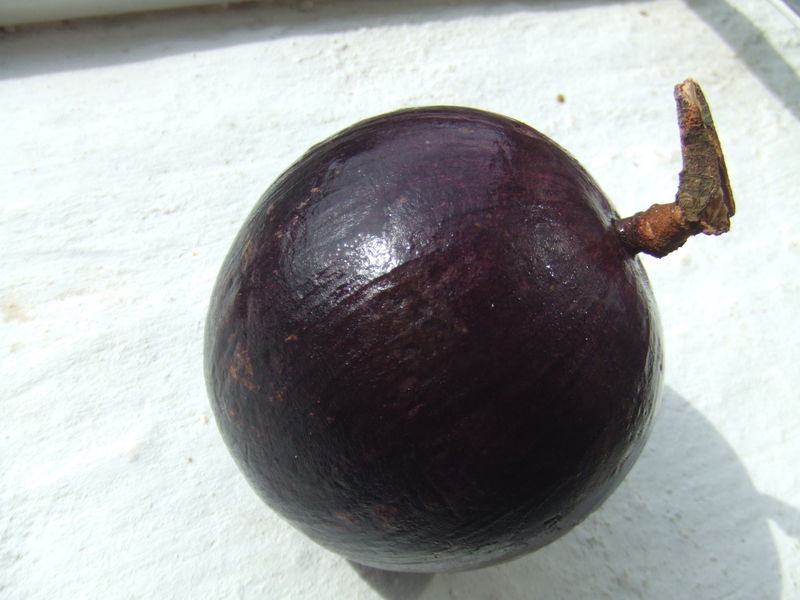 caimito