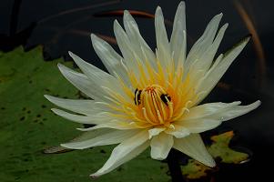 water lily