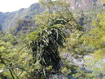 Pitahaya photo Pitahaya photo