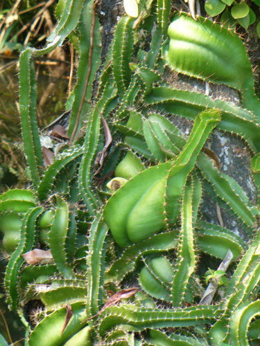 cactus vine
