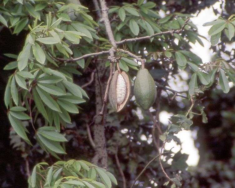 Kapok pod