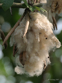 Kapok pod