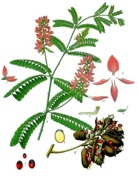 Abrus precatorius picture