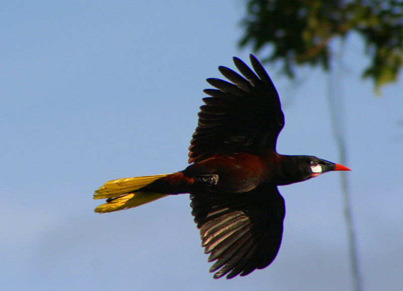 Montezuma Oropendola