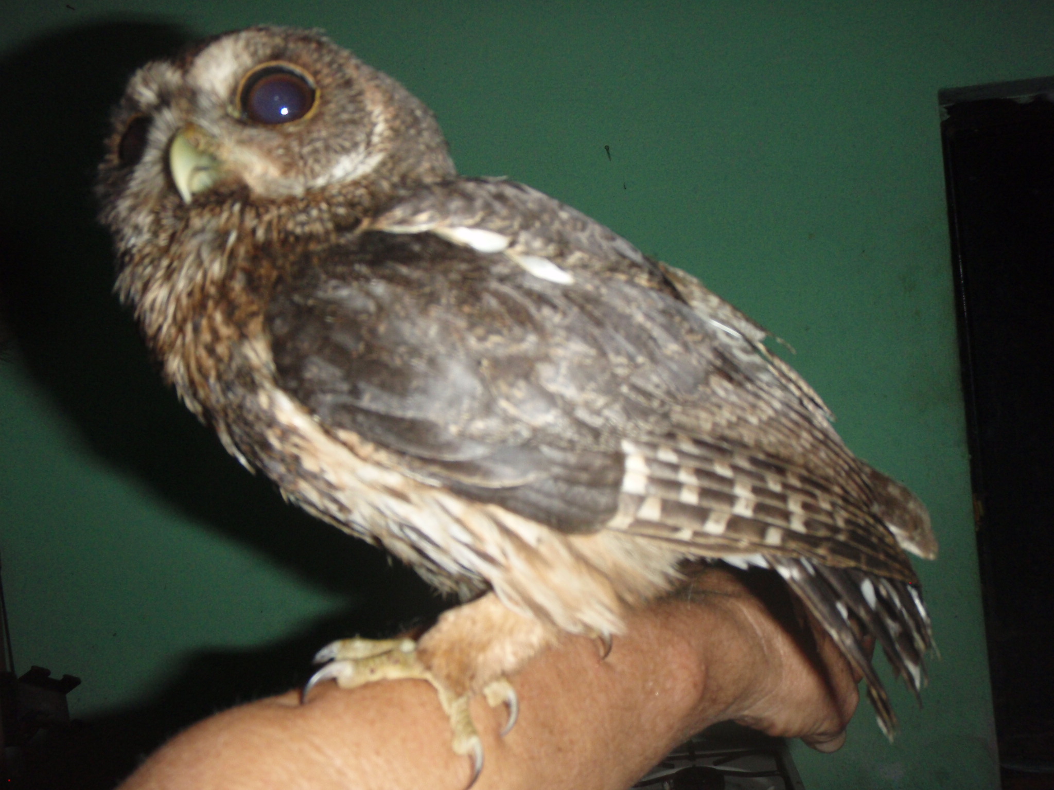 Owl photo