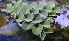 Salvinia
