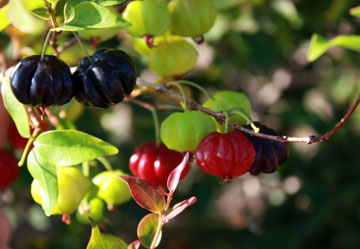 Surinam-Cherry