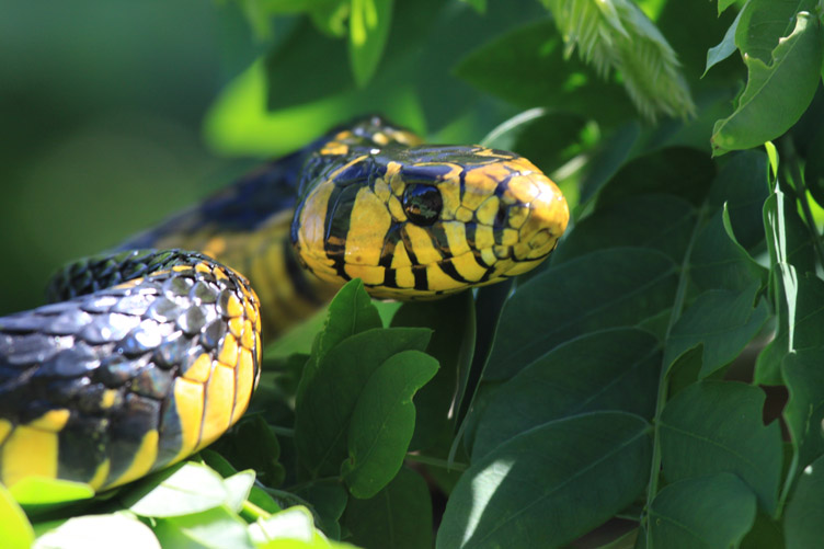 Snake