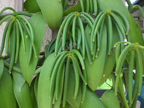 vanilla