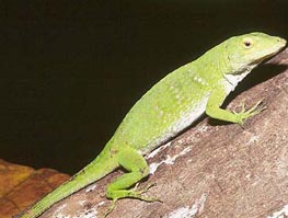 anole photo anole photo
