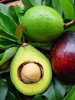 avacado