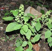 basil