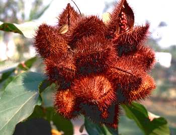 Achiote