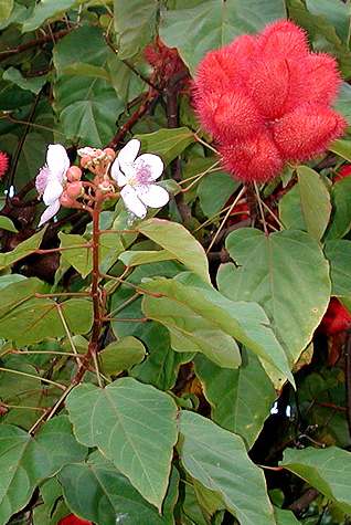 Bixa orellana: Annatto plant