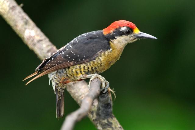 Black-cheeked Woodpecker