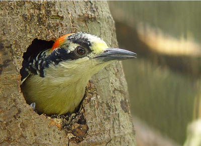 Black-cheeked Woodpecker
