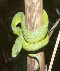 Snake