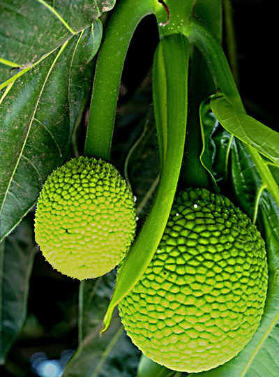 Ripe breadfruit