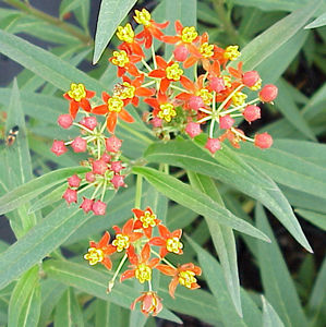 cancerillo photo cancerillo photo