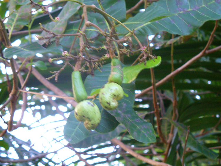 Cinnamon Tree photo Cinnamon tree photo