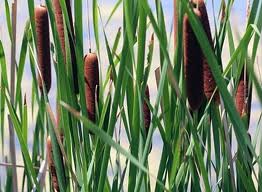 Cat tail