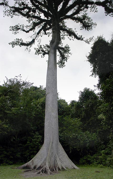 Ceiba tree