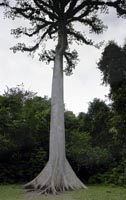 hardwood, edible and useful trees