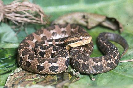 Snake