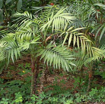  Pacaya Palm