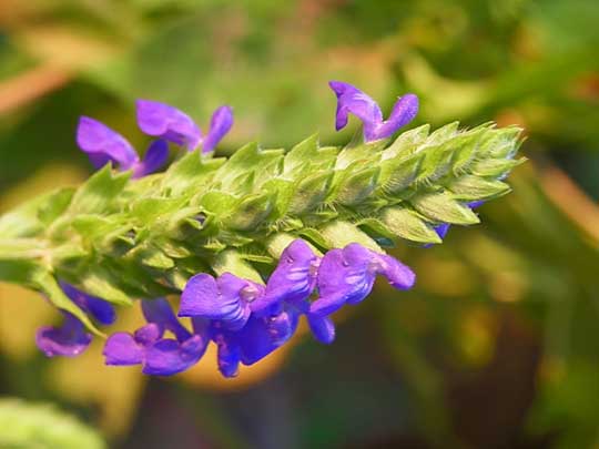 chia flower by dipindy
