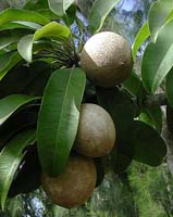Sapote