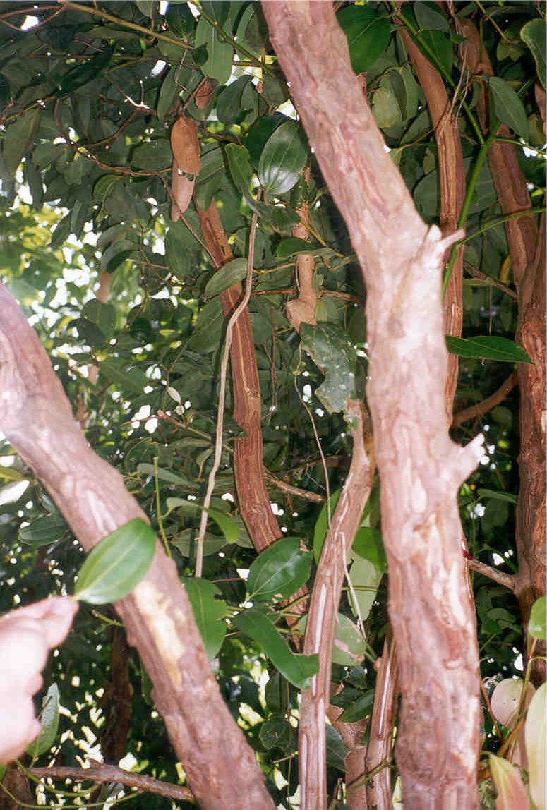 Cinnamon Tree photo Cinnamon tree photo
