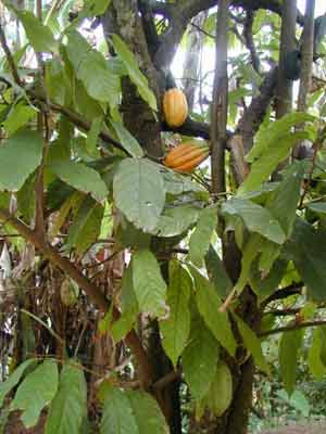 cocao tree photo cocao tree photo