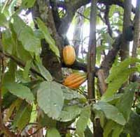 cocao tree photo cocao tree photo