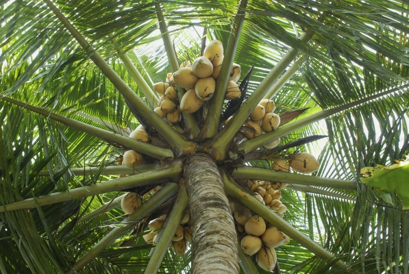 coconut
