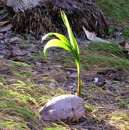 coconut tree