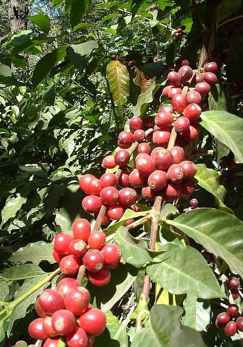 coffee