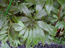 Costus speciousus