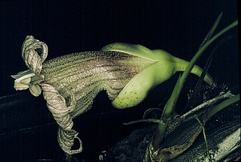 Calabash Flower