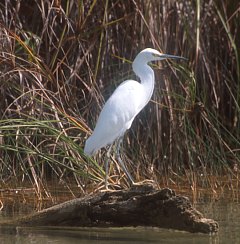 Egret