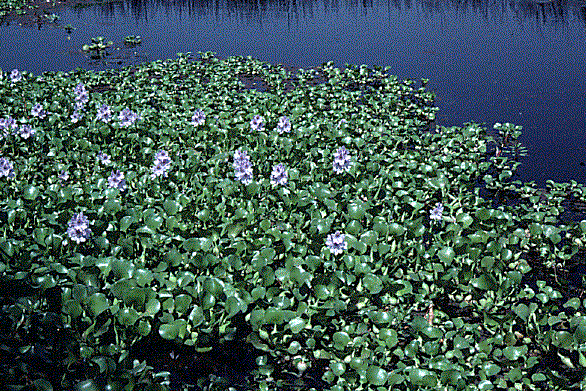 Water Hyacinth