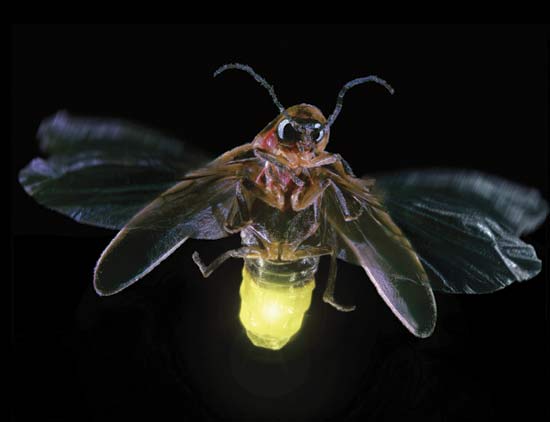 Fire flies