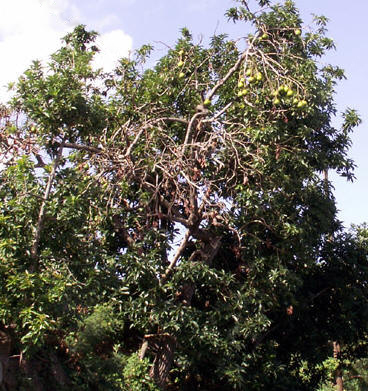 avacado tree